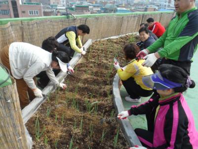 영화동“옥상 텃밭”만들기 한창